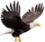 Águia
