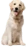 Cachorro