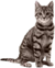 gato