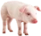 Porco